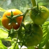 Tomaterna mognar