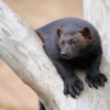 Hösten när den är som bäst; solen skiner, djuren är pigga och löven börjar spraka i rött och gult! Varför inte ta en tur till oss och träffa våra djur? //One of our beautiful Wolverines :)
Foto: Anders Bouvin