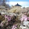 Påsk på Enaforsholm Fjällgård. Det finns lediga rum. Det finns snö i fjällen. Det är vår. Purpurbräckan blommar! Och tussilago. Vårvinter i sin prakt. God mat väntar dig som bokar måltider och rum. Välkomna!