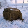 Kylan har slagit till med kraft och därmed sker stödutfodring av ensilage till viltet