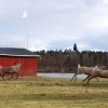 17-05-2016 a group of reindeers came to visit the camping