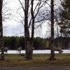 17-05-2016 a group of reindeers came to visit the camping