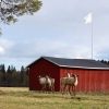 17-05-2016 a group of reindeers came to visit the camping