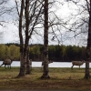 17-05-2016 a group of reindeers came to visit the camping