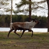 17-05-2016 a group of reindeers came to visit the camping