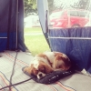 Bild från Sibbarps camping av @annasanden - Minna is sleeping in the tent, and she is so satisfied