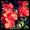 #Spring is here!! http://instagr.am/p/KAnIlaiM8r/