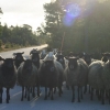 Man får köra försiktigt på Fårö!