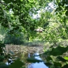 Overlooking the pond