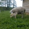 And this afternoon Snobbeltje delivered a healthy lam (no. 4), we named her Samantha.