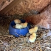 Welcome to five new Brahma chickens, born last night.