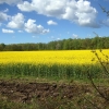 Rapsen blommar nu så vackert. En underbar årstid.