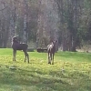 Early summer visitors at Johannisholm