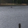 Moose swimming in Naturbyn