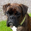 Bobo, the Boxer who loves meeting new guests at Sparrens B&B