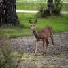 Nightly visitor in our front garden. Really handy when you don't have time to mow the lawn or pull out all the weeds.