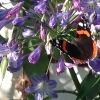 Det är många som gillar Agapanthus. Amiral och kålfjäril.