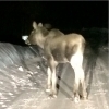 Bild från Sandsjögården Wärdshus, Camping och Stugby AB i Blattnicksele / Sorsele av @alaskandancer75 - Sandsjöns älgkalv 