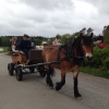 Häst och vagn kan man åka vissa dagar under sommaren!