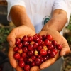 Wayne's Coffee köper enbart obesprutat Rainforedt Alliance Certifierat kaffe! Hur jobbar egentligen Rainforest Alliance? Jo, dem utbildar och certifierat skog- och jordbrukare, skyddar arbetarnas rättigheter och arbetar aktivt för att minska användningen 