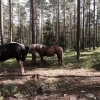 Bild av @h_a_nn_a_l - Red i en väldans massa timmar. Galopp, barbacka och bad. Det var faktiskt väldigt mysigt, dock är jag helt sjukt rödbränd. Imorgon bär det vidare på min Sverigetur, den här gången till Borlänge och Peace and Love!