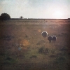 Bild av @stefanlacknerarboga - Walking sheeps...