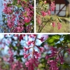 En fin känsla när den här busken visar sin fina blommor..Rosenrips 
'Koja'

Ribes sanguineum 'Koja'
Lättodlad buske som får röda blommor i klasar på våren. Ett friskt grönt bladverk som liknar vinbärsblad. Något lägre än arten.