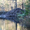 Bäverhydda i Fjällevadsbäcken