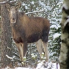 Nyfiken älg kom på besök i helgen men fick inget husrum.
Som bekant öppnar vi inte förrän i maj. Så han fick vända åter till skogsboendet i det fria.