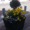 Min speciella uppgift i Haga Företagareförening (en uppgift jag delar med kära Anna) är att vattna blommorna på torget. Dessa underbara växter i tre stora krukor planteras av Haga Blommor.