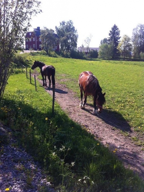 Enångers Bed and Breakfast