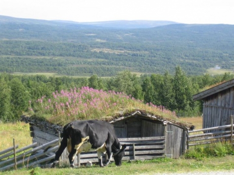 Fjälltunet i Bruksvallarna