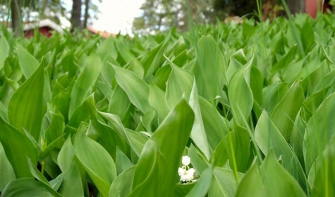 Stiftsgården Vårdnäs