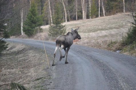 Kallsedets Fjällcenter