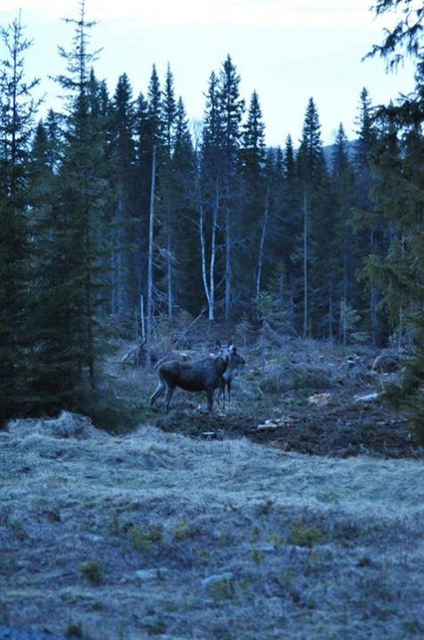 Kallsedets Fjällcenter